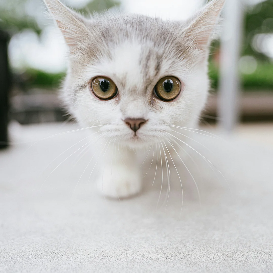Curious Cat Walking Toward Camera White and gray cat with large amber eyes walking directly toward the camera on a light surface.