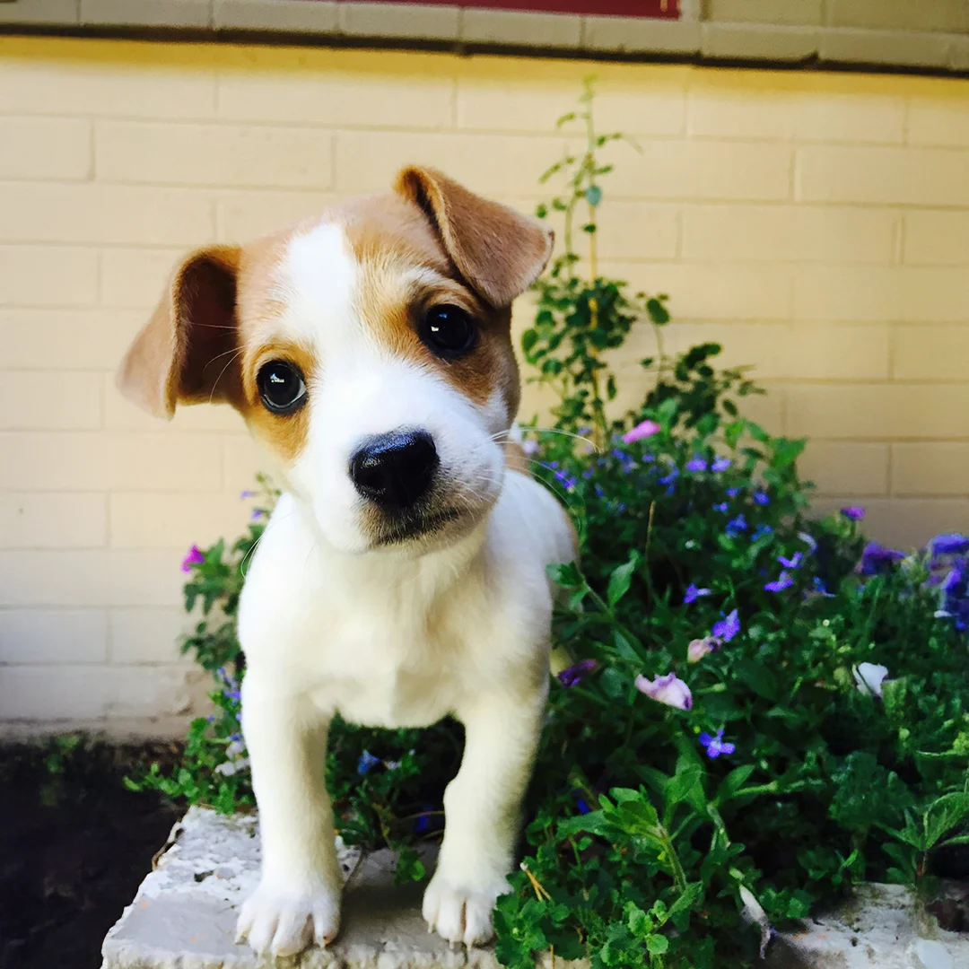 Curious Puppy in Garden Brown and white puppy standing in front of purple flowers with its head tilted slightly.