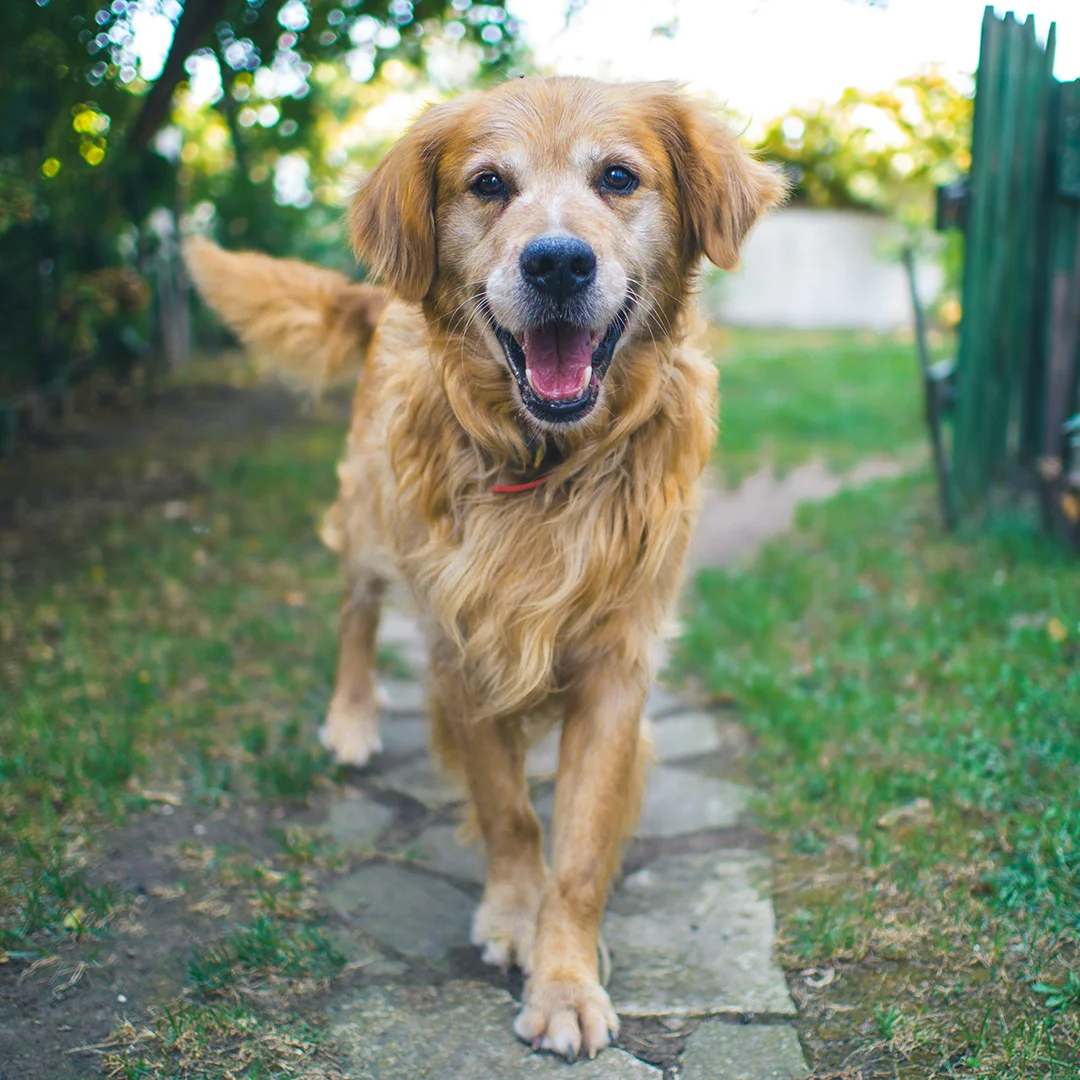 Smiling golden retriever walking toward the camera on a stone path in a grassy backyard.