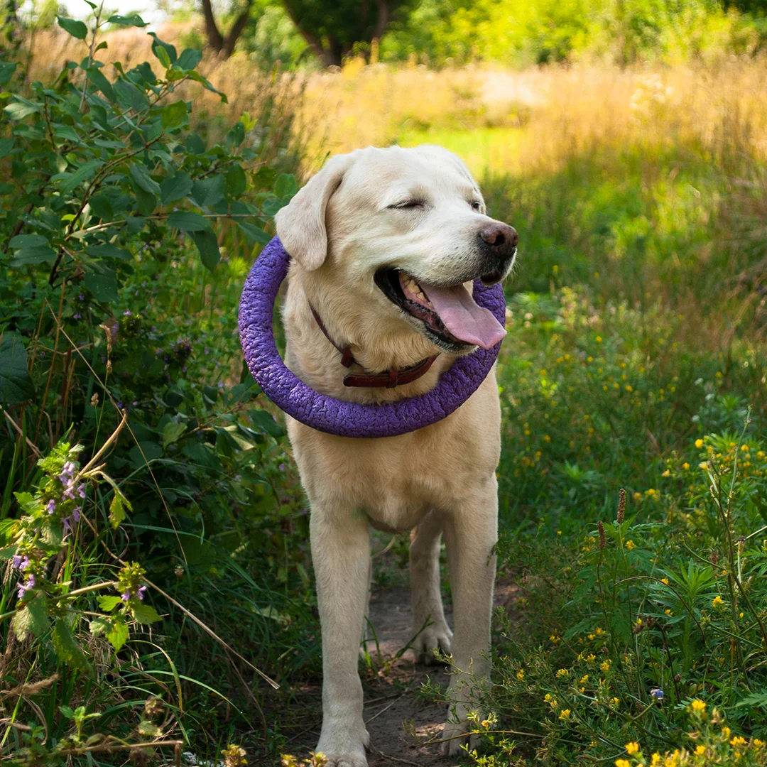 Yellow Labrador standing on a grassy trail with a purple ring toy around its neck, mouth open and eyes closed.
