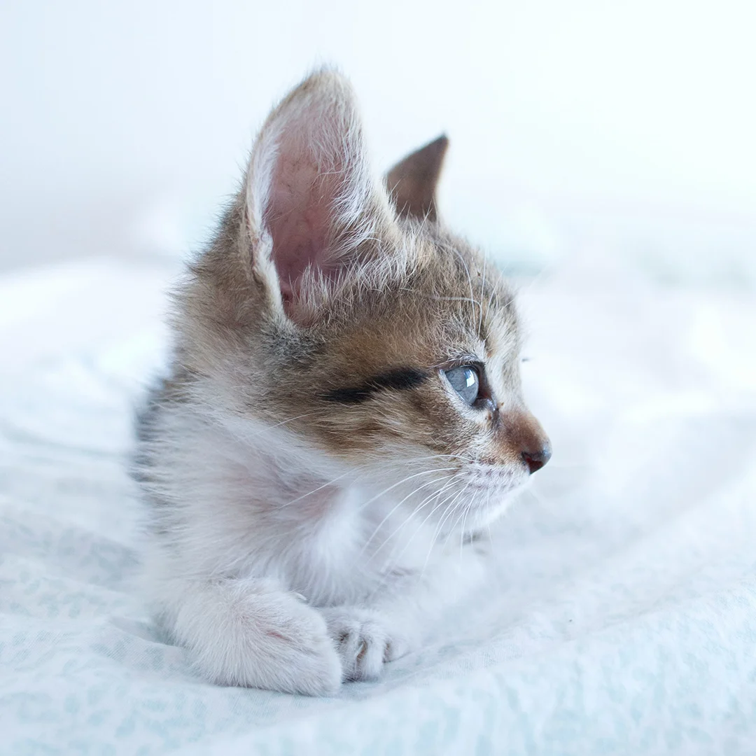 Kitten Looking to the Right on a Soft Bed Close-up of a kitten lying on a bed and looking to the right with soft lighting in the background.
