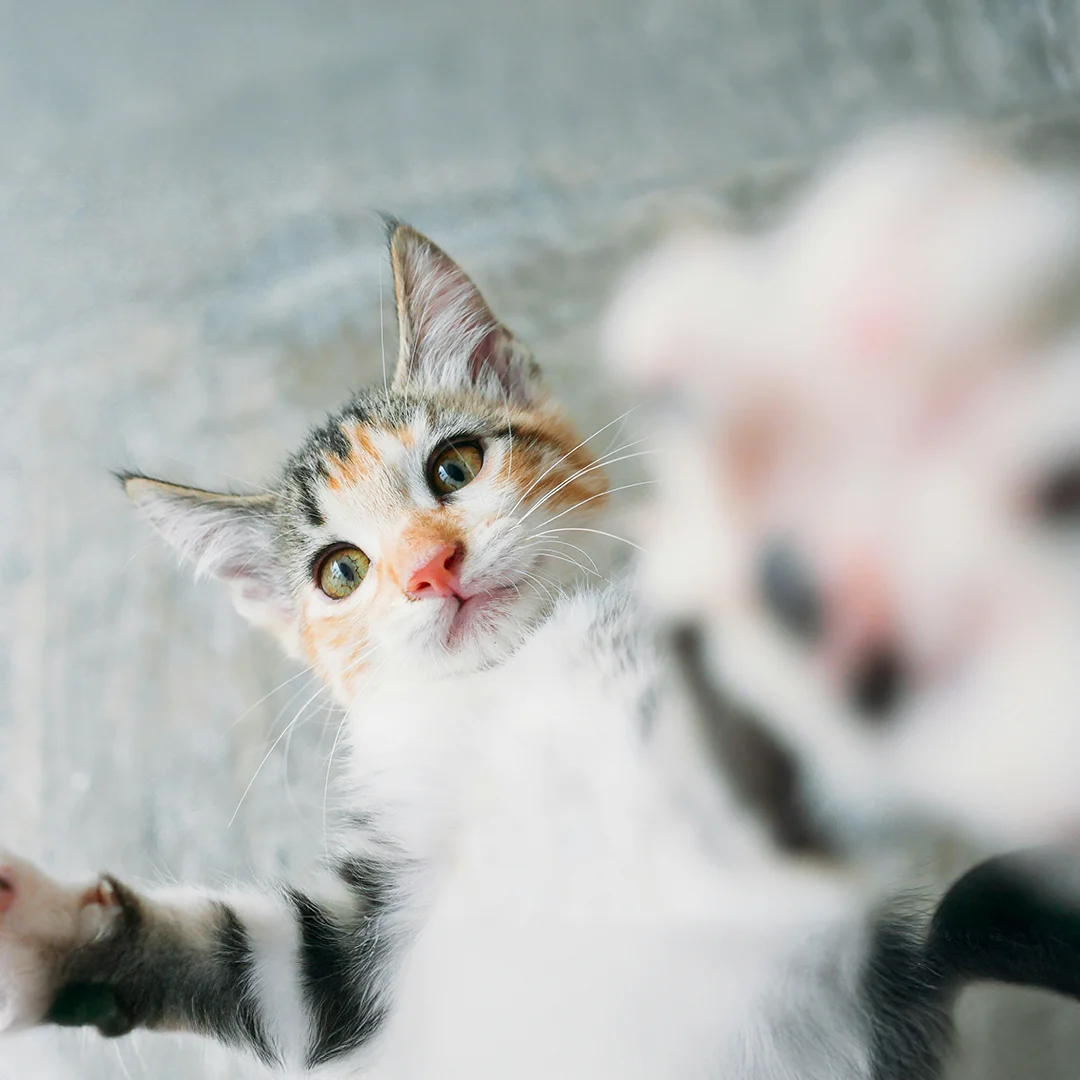 Calico kitten looking at the camera with one paw reaching out in front of the lens.