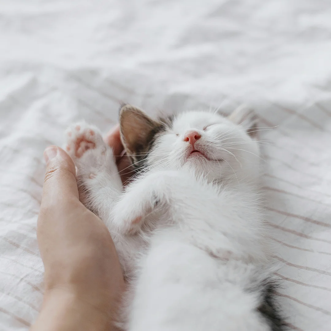 White kitten peacefully sleeping on a bed while being gently held by a person’s hand.