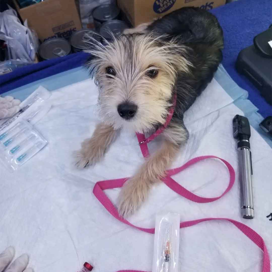 A Brown and black Terrier is being checked