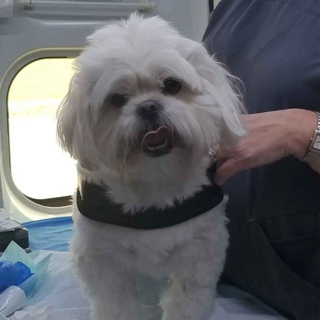 A beautiful Shih Tzu is being examined by our vet