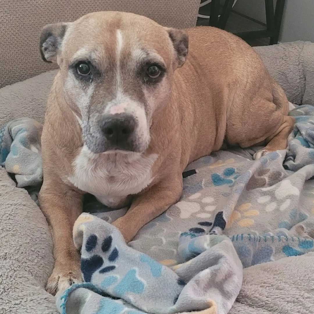A brown dog sitting on a comforter