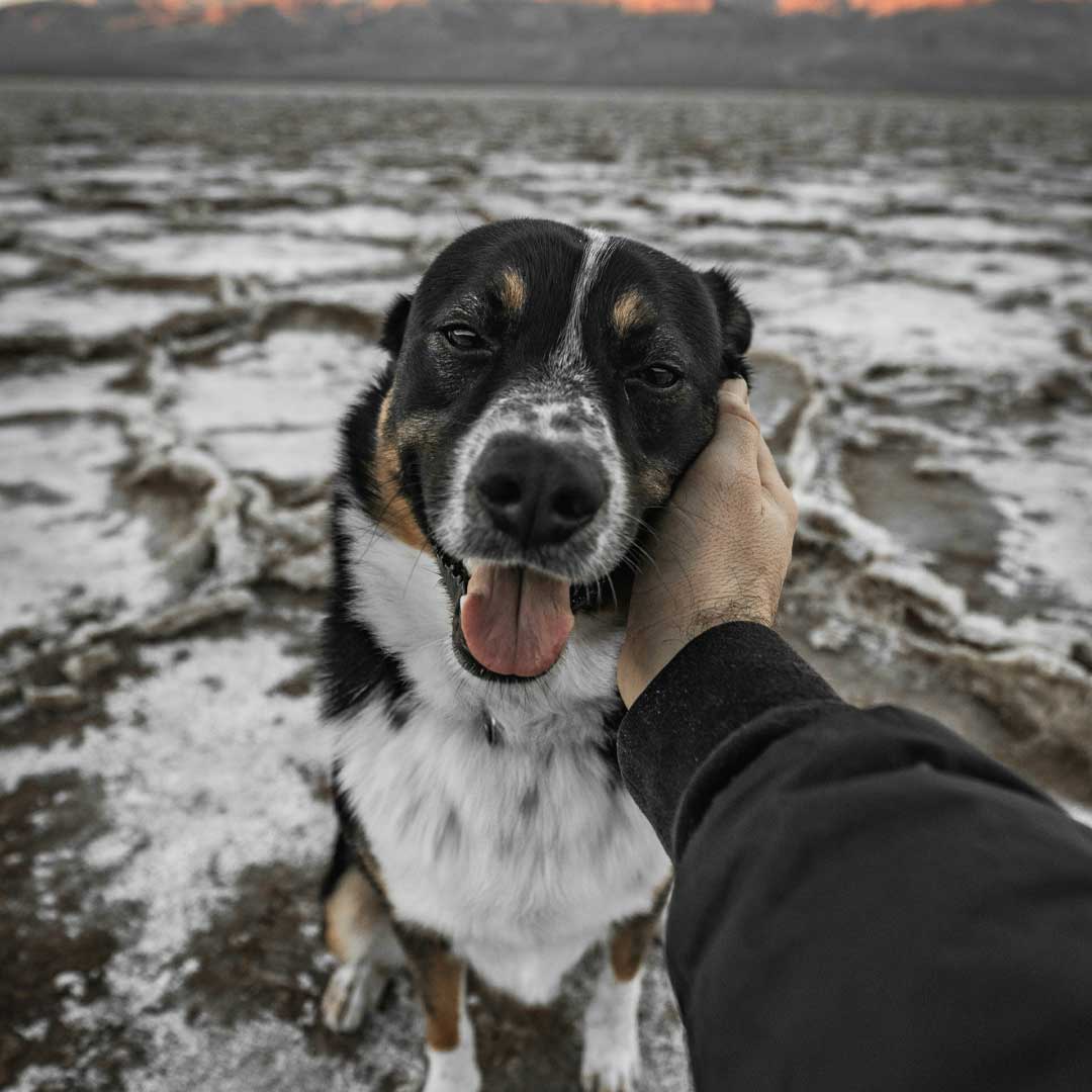 A person gently holds a dog's head, while the dog gazes directly at the camera with a friendly expression.
