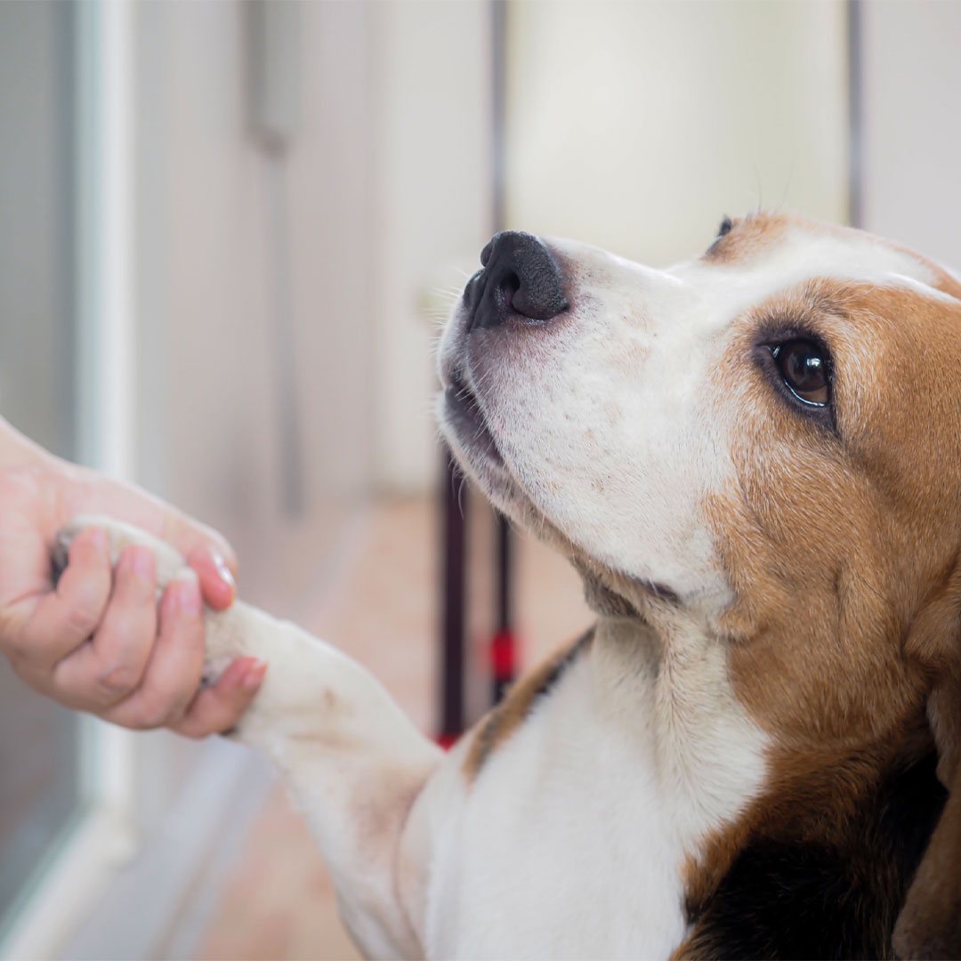 A dog is holding hand of its owner