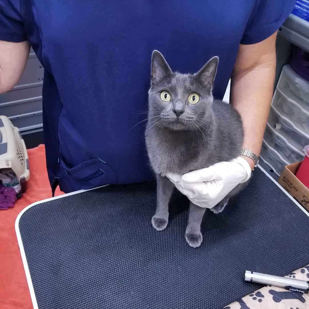 A grey color cat is being examined by our vet during our at-home veterinary service