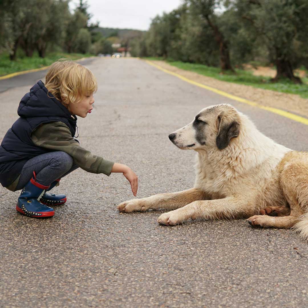 A-kid-playing-with-a-dog-who-is-just-looking-at-him A kid playing with a dog who is just looking at him