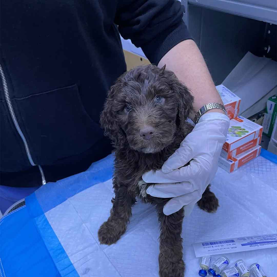 A ruby Doodle puppy is being examined by our vet