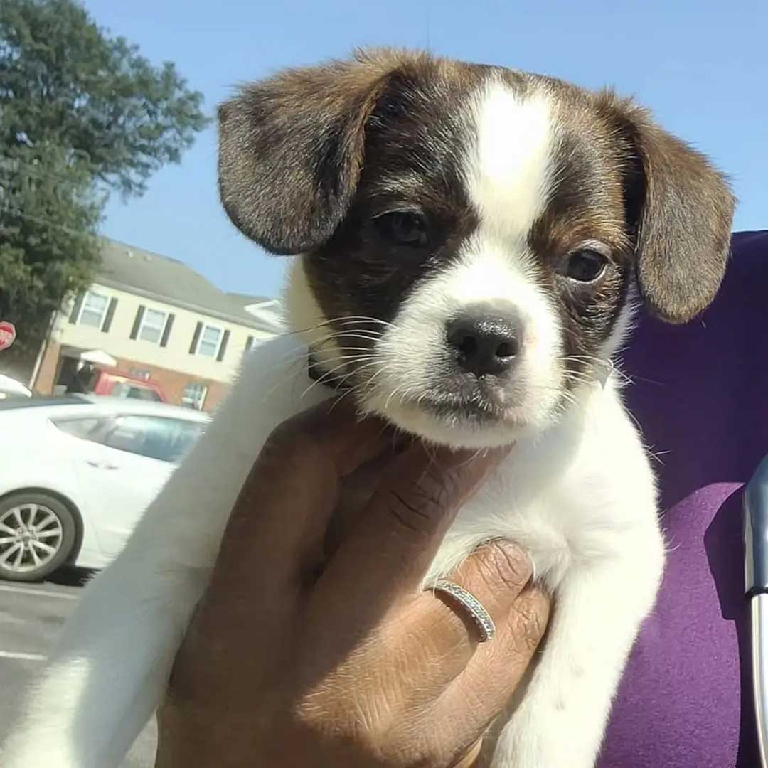A small black and white puppy in a close-up frame