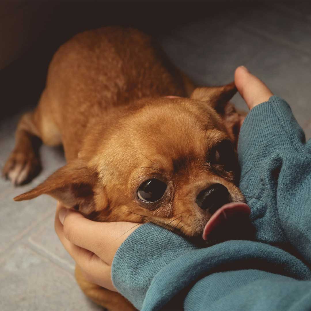 A small brown dog is being held in its owner's palms
