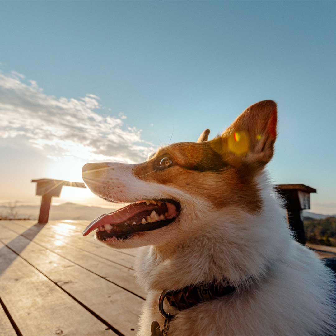 A-white-and-brown-corgi-in-frame-with-a-beautiful-sunset-and-blue-skies-at-the-background A white and brown corgi in frame with a beautiful sunset and blue skies at the background
