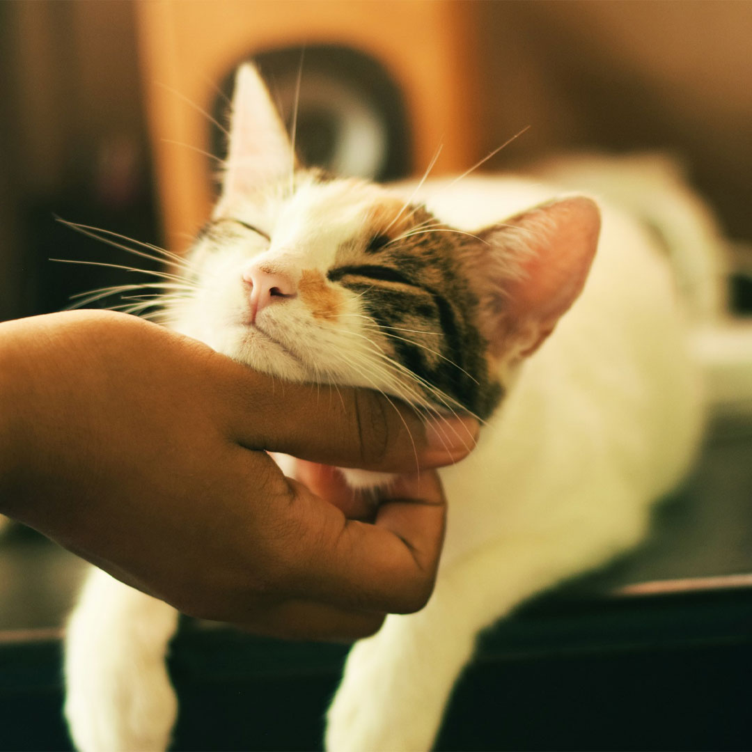 A white cat is being petted by a human's hand