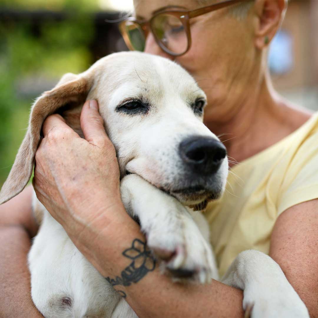 An old dog being hugged by its owner