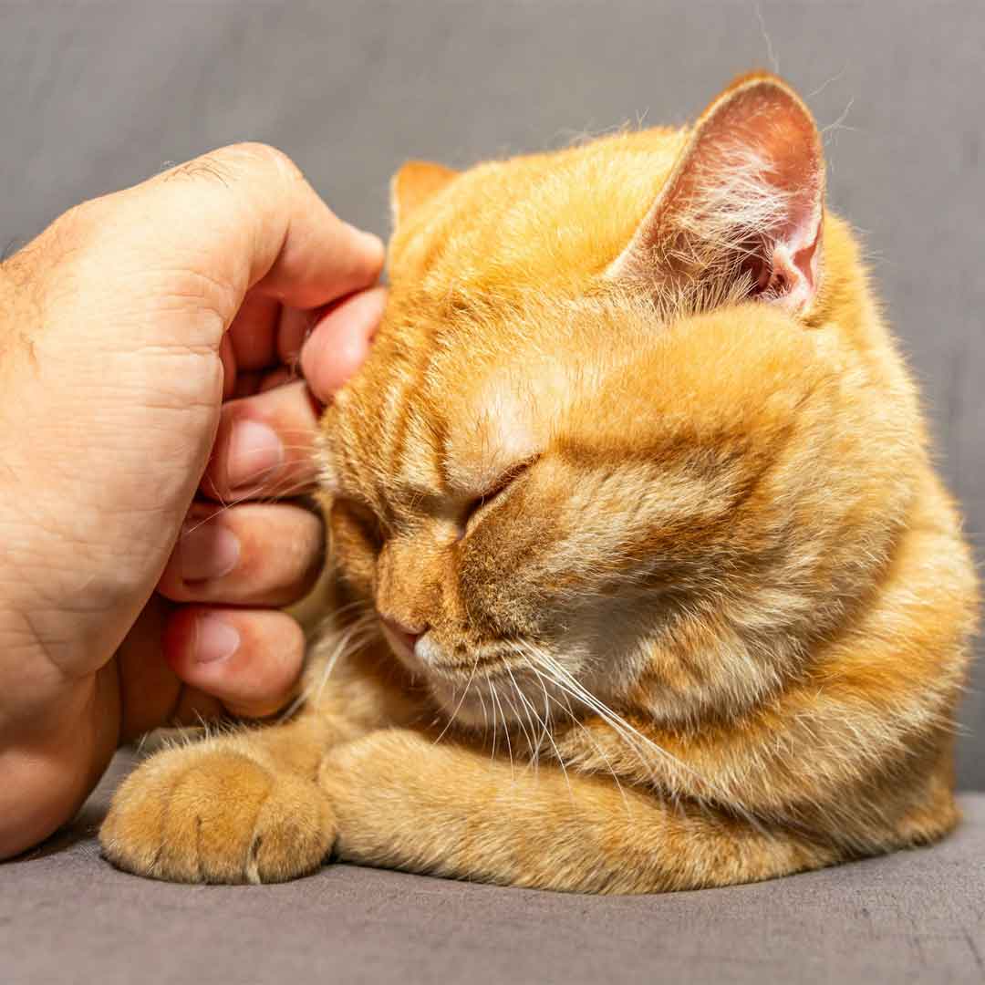 An orange cat is being cared by a human hands