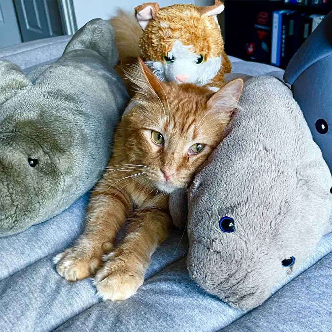An orange cat lying on a bed with some stuffed toys around it