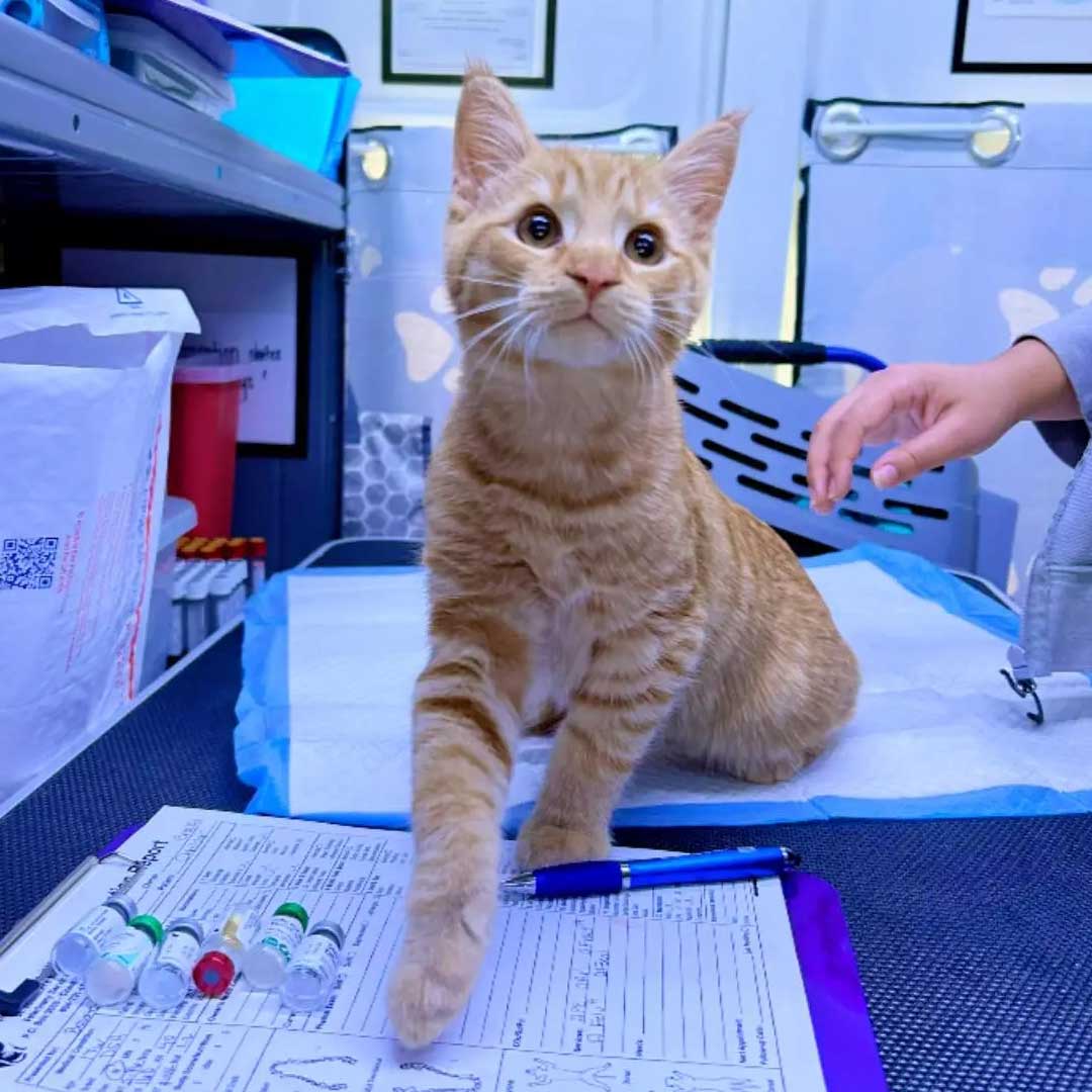 A playful cat perched on a desk, surrounded by scattered papers, gazing intently at its surroundings.