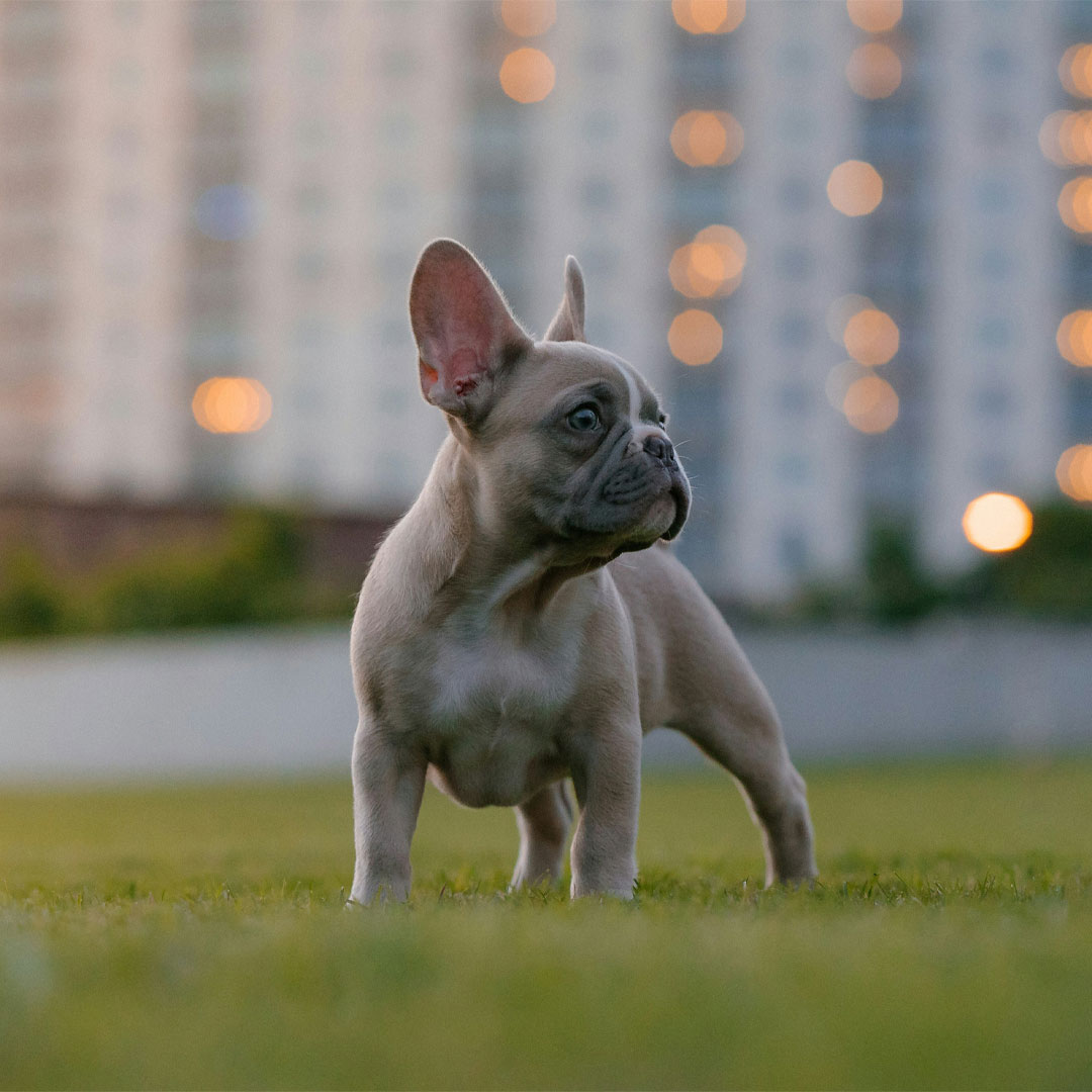 A small French bulldog poses in the grass, showcasing its distinctive bat-like ears and playful demeanor.