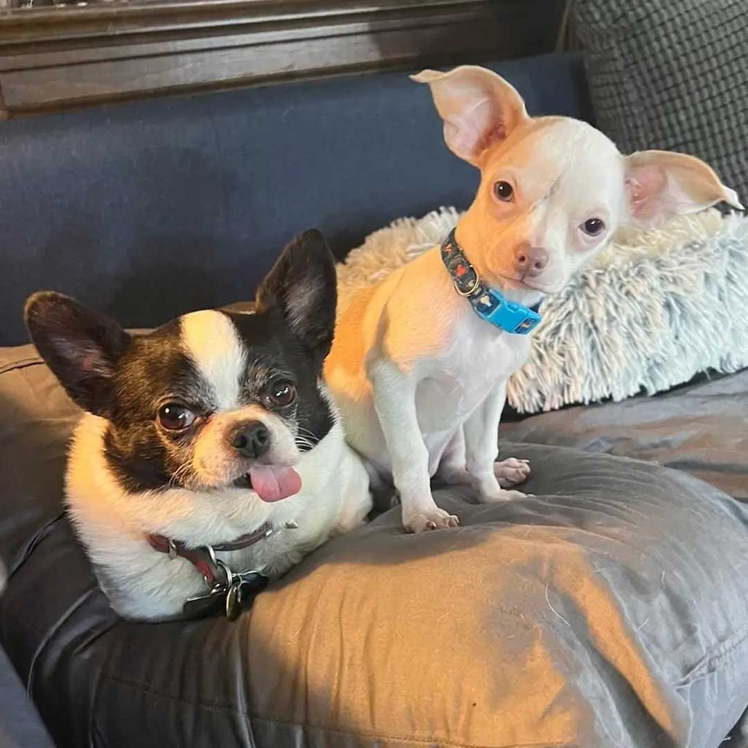 Two different Chihuahuas in one frame