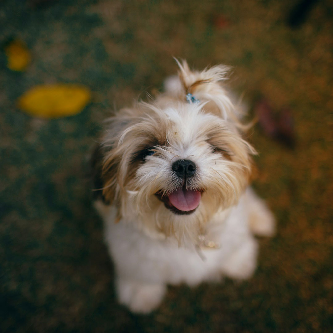 Happy Shih Tzu dog looking up.