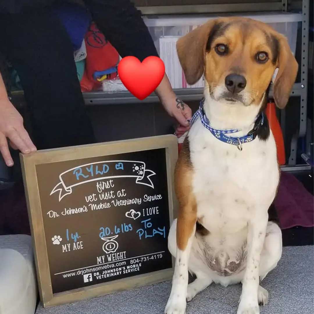 Happy dog next to chalkboard sign.