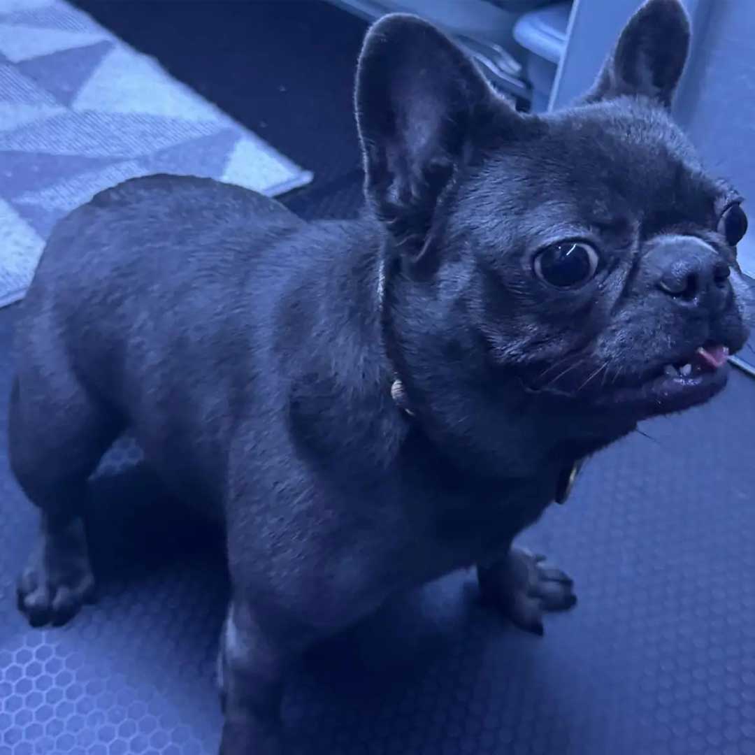 Black French Bulldog with tongue out.