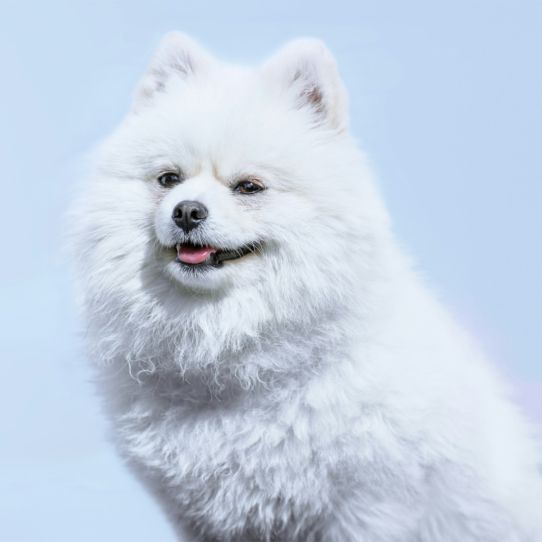 Fluffy white dog portrait